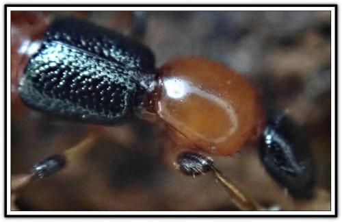 Réf. 253 988 : Paederus littoralis