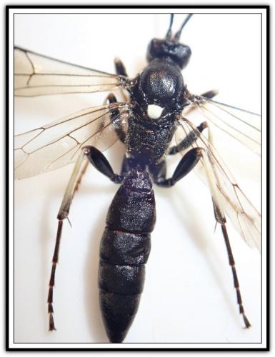 Eupalamus sp.