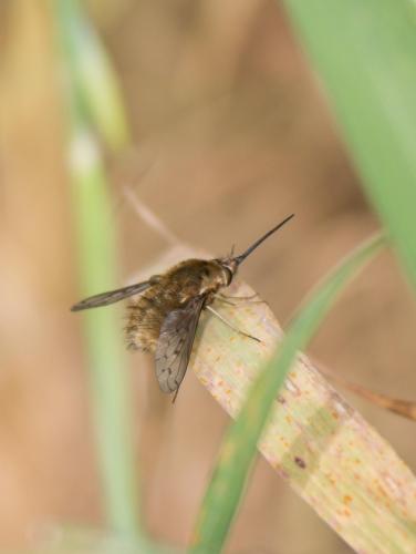Réf. 253 670 : Bombylius medius