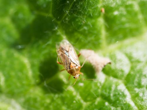 Réf. 253 560 : Harpocera thoracica