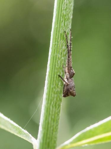 Tmarus sp.