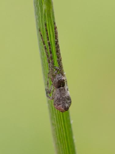 Tmarus sp.