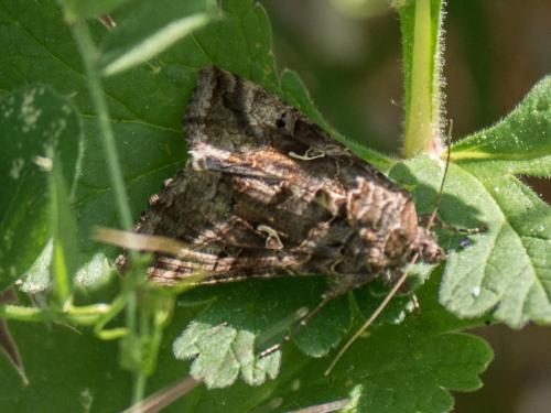 Réf. 253 773 : Autographa gamma