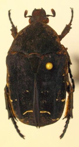 Réf. 253 129 : Protaetia pavicevici