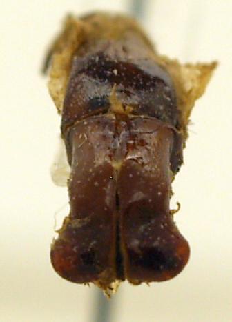 Protaetia sp.