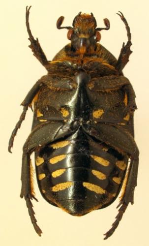 Réf. 253 314 : Protaetia pavicevici