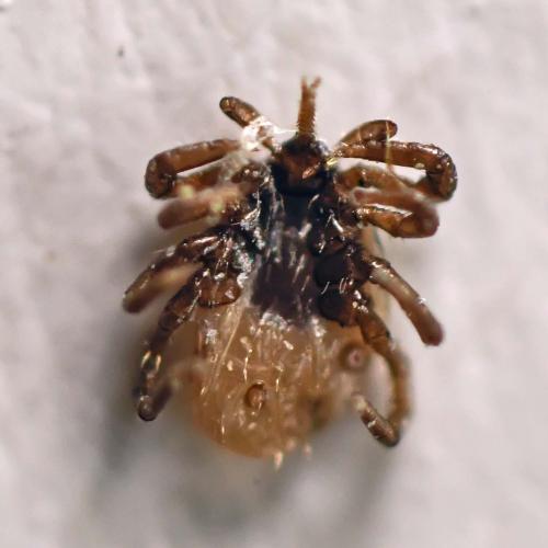 Réf. 253 141 : Ixodes ricinus