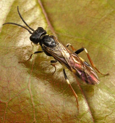 Emphytus cinctus