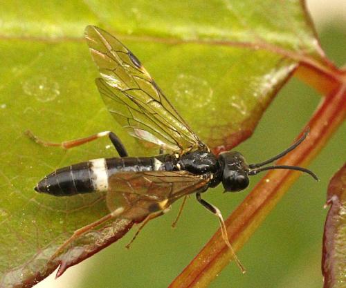 Emphytus cinctus