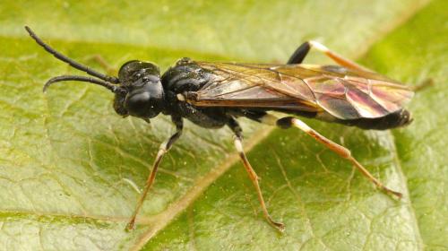 Emphytus cinctus