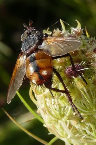 Tachina fera