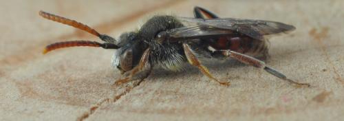 Nomada femoralis