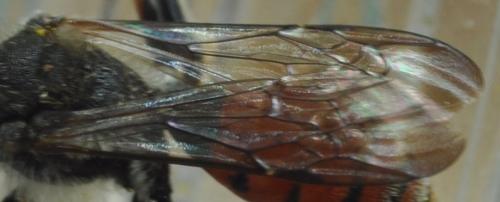 Nomada femoralis