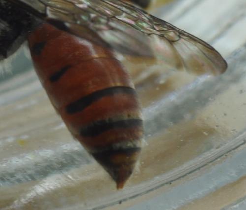 Nomada femoralis