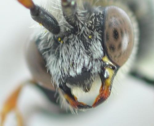 Nomada femoralis