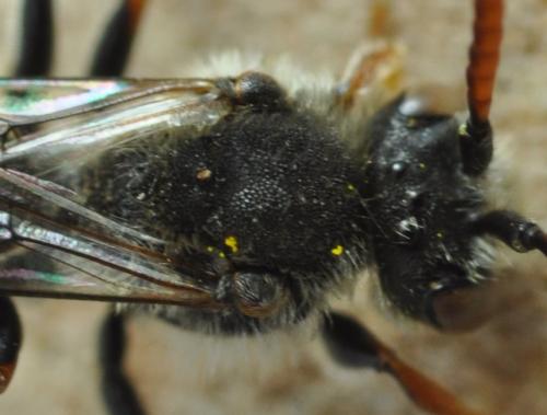 Nomada femoralis