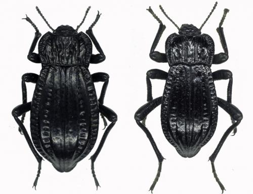 Epipedonota tucumana