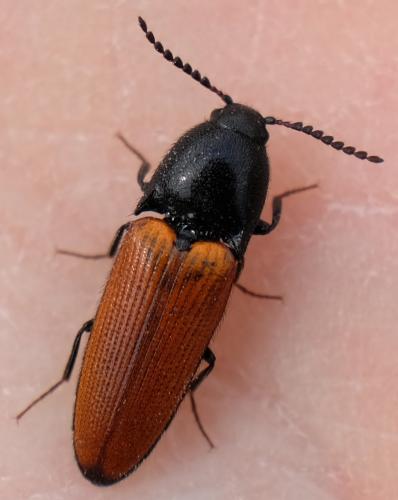 Ampedus sp.