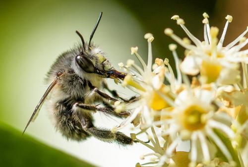 Anthophora sp.