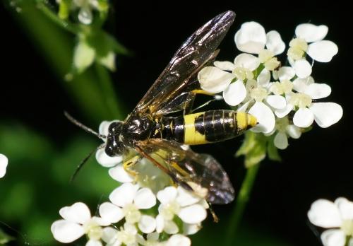 Tenthredo temula
