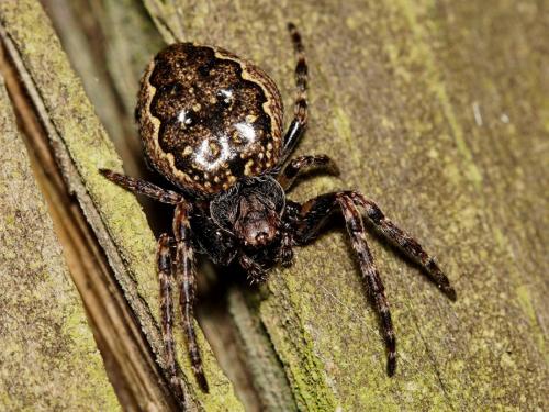 Réf. 253 352 : Nuctenea umbratica