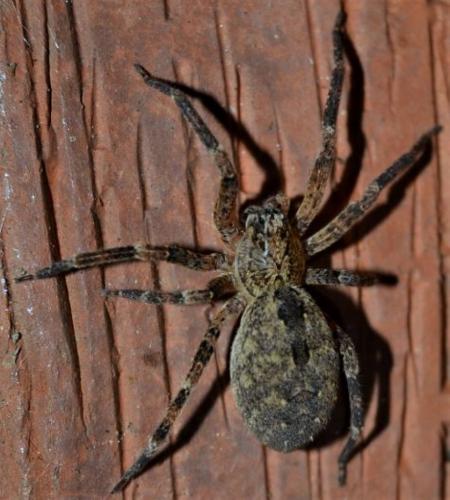Réf. 253 517 : Zoropsis spinimana
