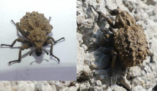 Brachycerus muricatus