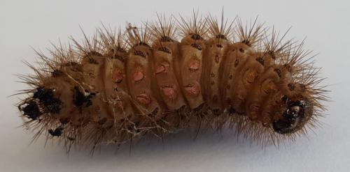 Réf. 253 764 : Cymbalophora pudica