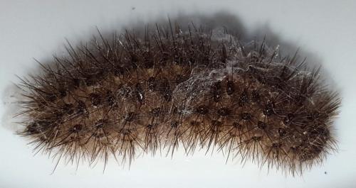 Réf. 253 706 : Cymbalophora pudica