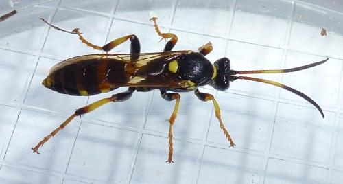 Réf. 253 575 : Ichneumon xanthorius