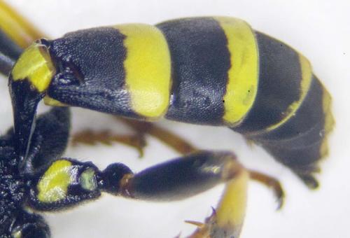 Ichneumon xanthorius