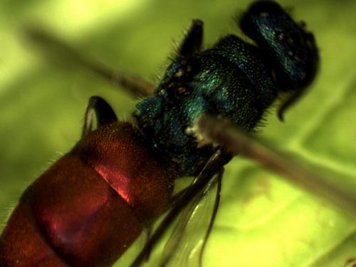 Réf. 253 530 : Chrysura trimaculata