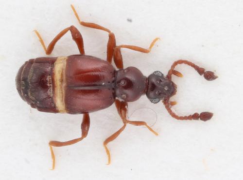 Brachygluta foveola foveola