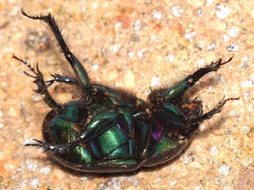 Réf. 253 341 : Geotrupes mutator