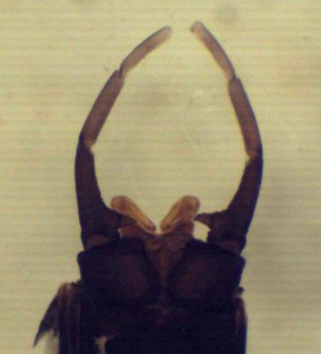 Habroleptoides confusa