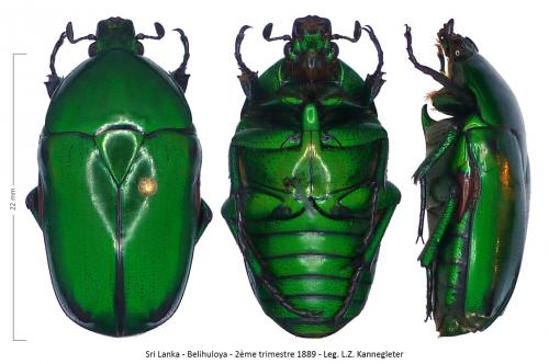 Heterorhina elegans