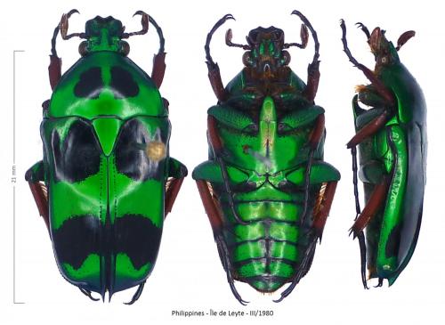 Heterorhina macleayi