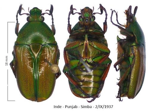Heterorhina obesa