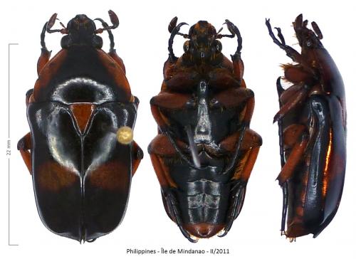 Heterorhina paupera