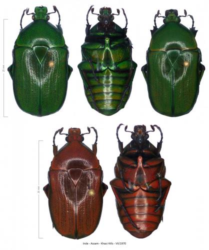 Heterorhina punctatissima