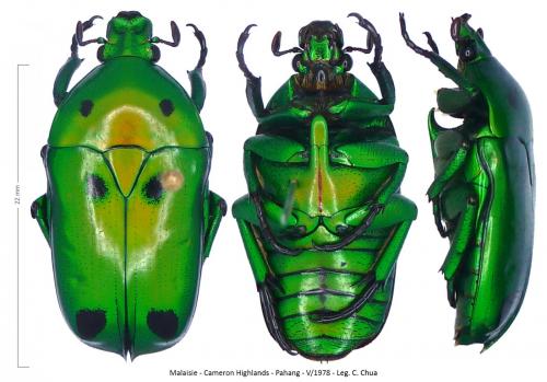 Heterorhina sexmaculata