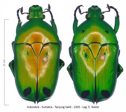 Heterorhina sexmaculata