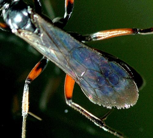 Réf. 253 236 : Caliadurgus fasciatellus