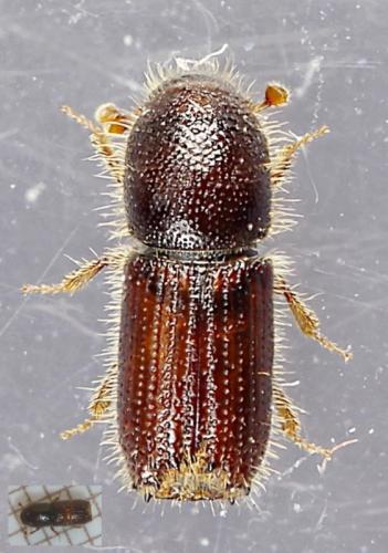 Réf. 253 015 : Scolytinae inconnu
