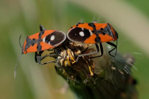 Réf. 253 703 : Lygaeus equestris
