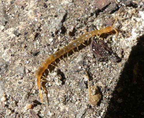 Cryptops sp.