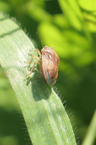 Réf. 253 704 : Neottiglossa leporina