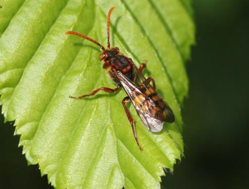 Réf. 253 409 : Nomada (ruficornis)