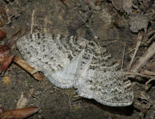 Réf. 253 613 : Lobophora halterata