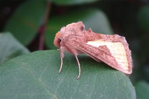 Plusiinae... ?? [Thysanoplusia orichalcea] Papillon